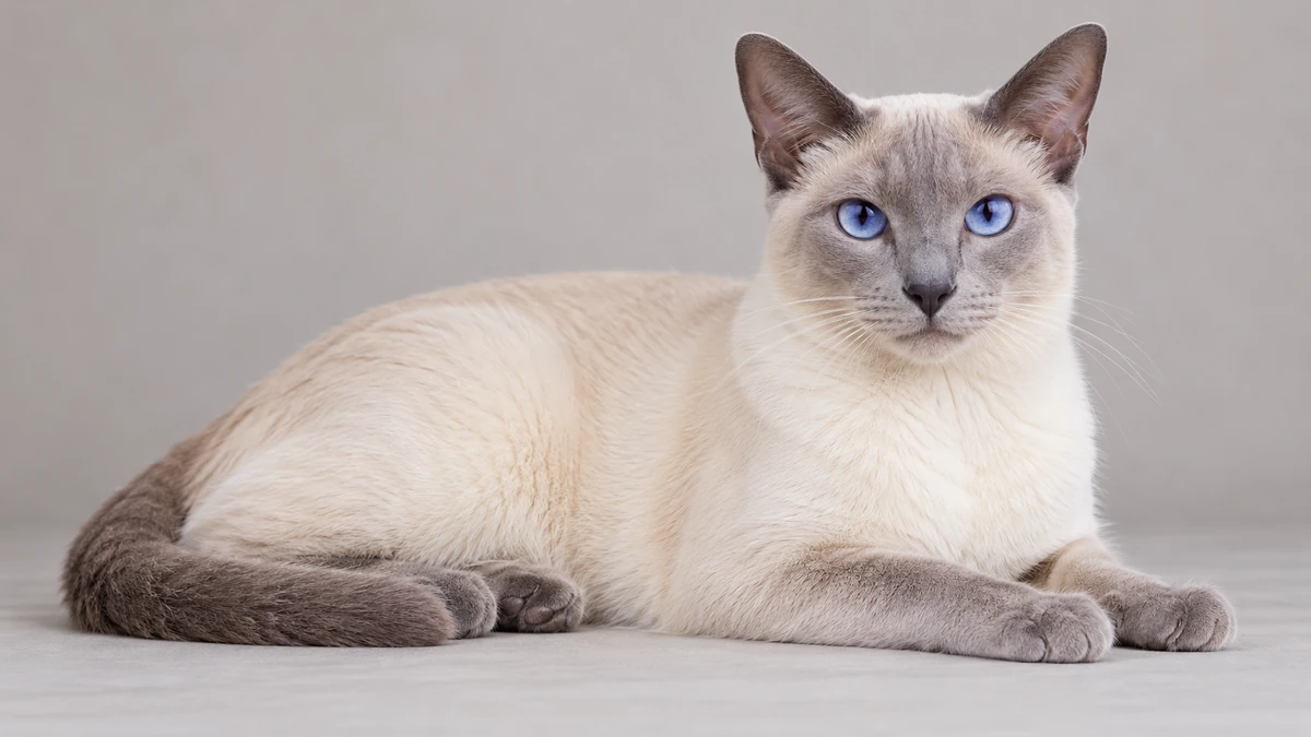 Siyam Kedisi kedi — lilac point